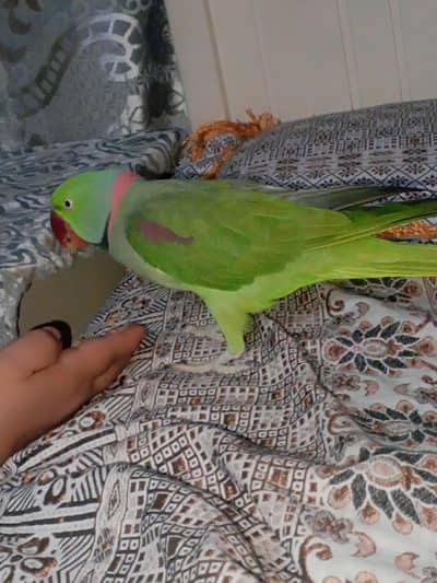 kashmiri raw parrot