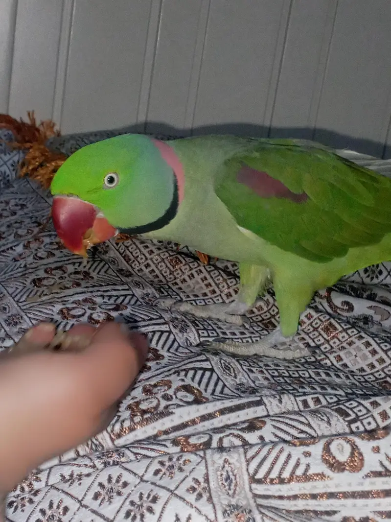 kashmiri raw parrot — photo 2