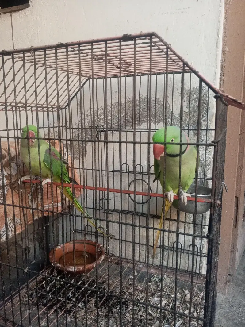 kashmiri raw parrot — photo 3