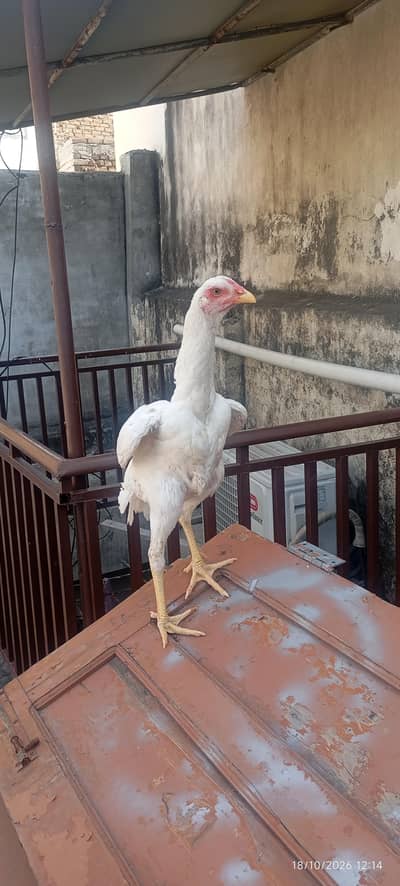 pair of aseel shamo for sale age 5 months jumbo size height