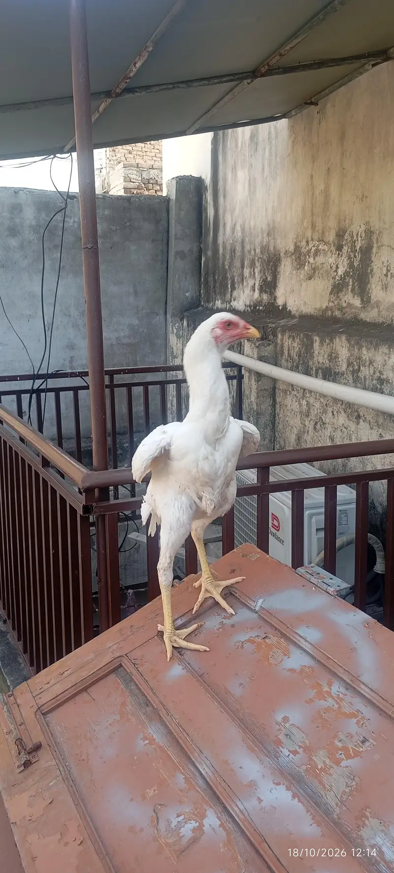 pair of aseel shamo for sale age 5 months jumbo size height — photo 2
