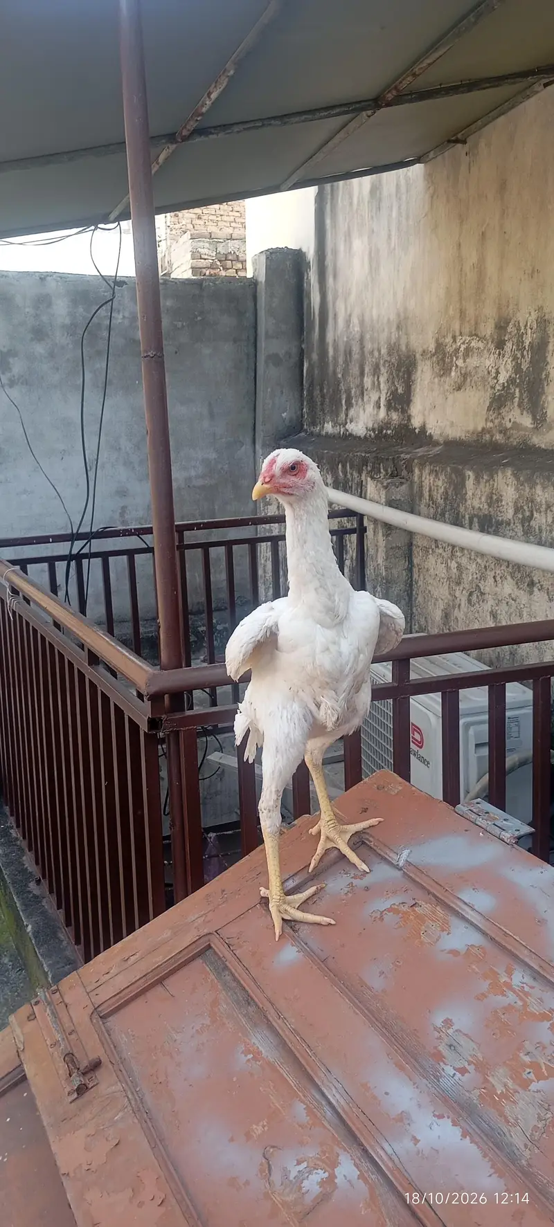 pair of aseel shamo for sale age 5 months jumbo size height — photo 3
