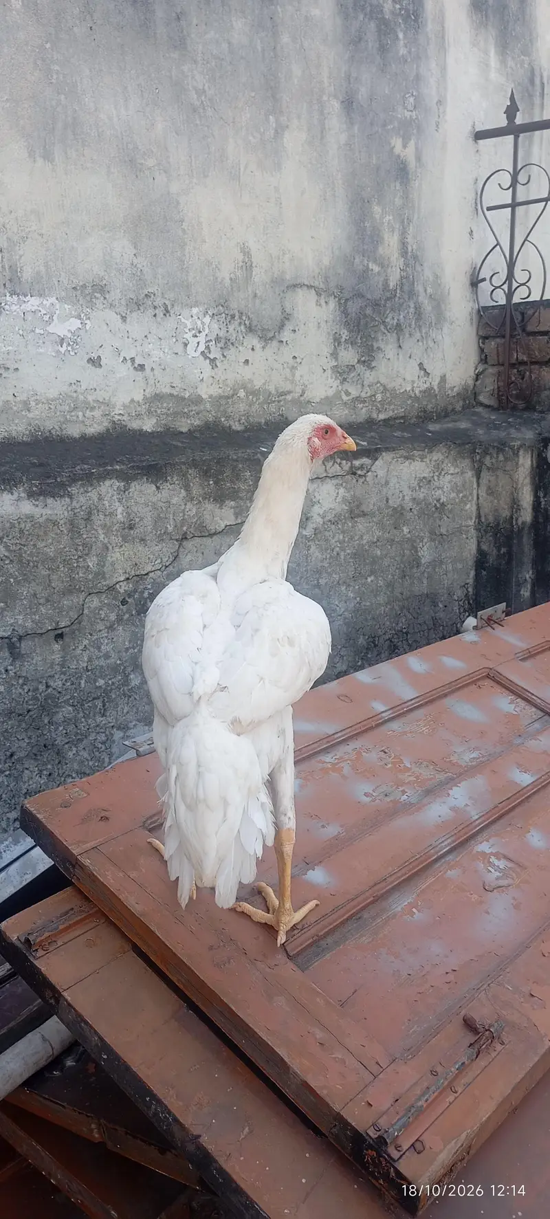 pair of aseel shamo for sale age 5 months jumbo size height — photo 4