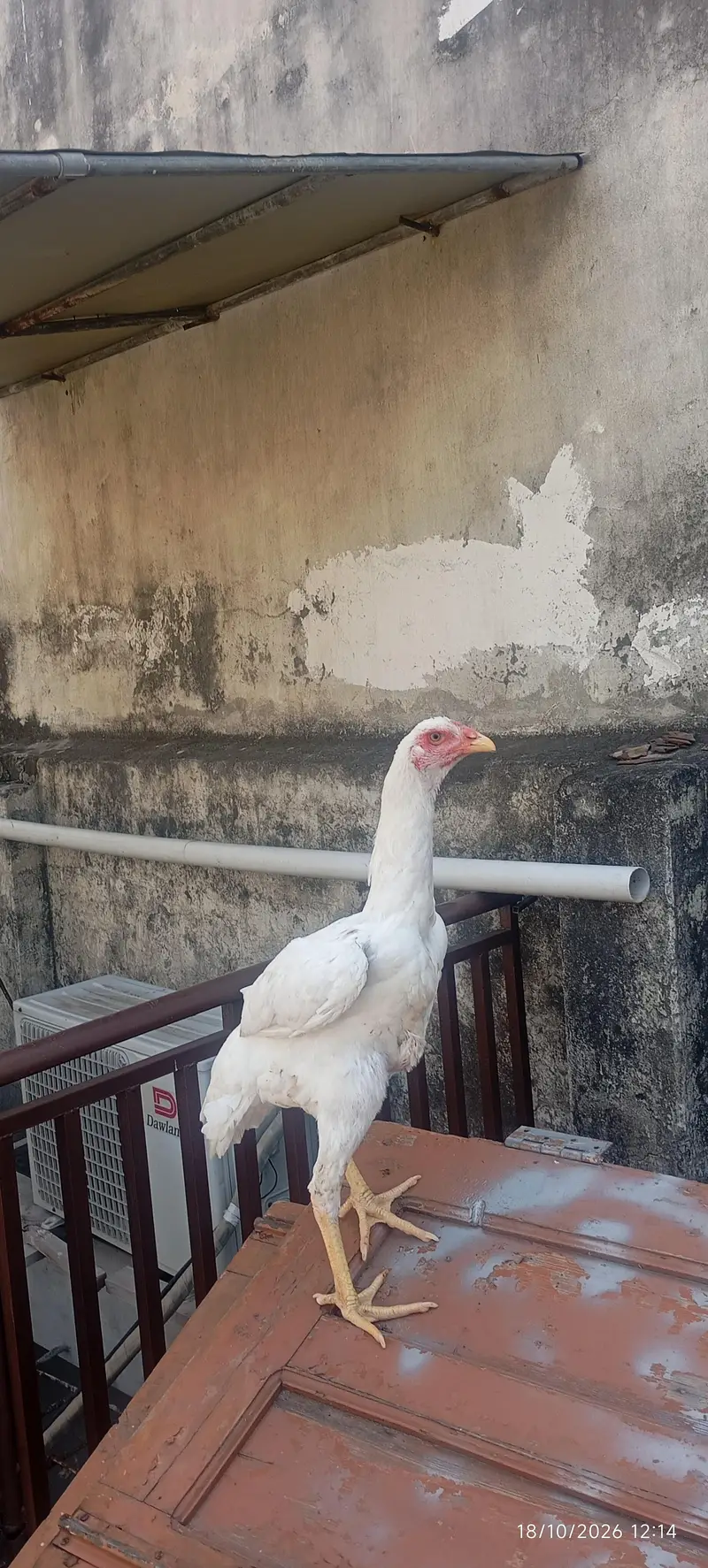 pair of aseel shamo for sale age 5 months jumbo size height — photo 5