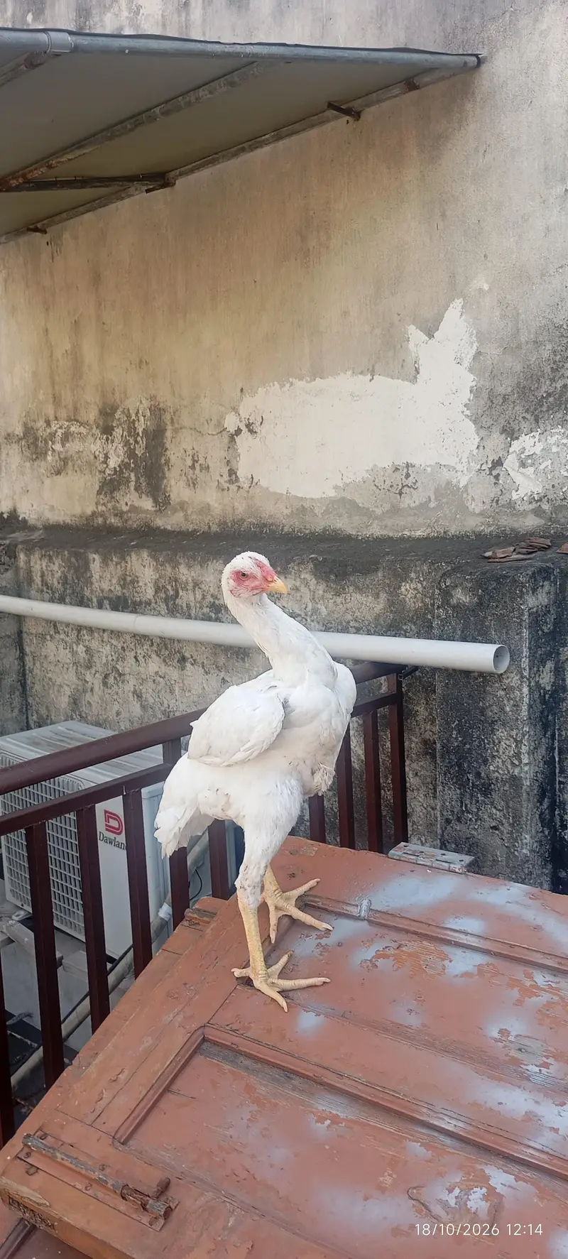 pair of aseel shamo for sale age 5 months jumbo size height — photo 6