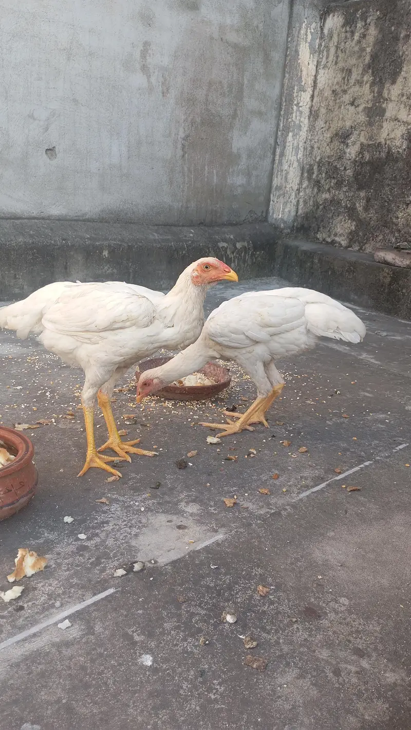 pair of aseel shamo for sale age 5 months jumbo size height — photo 9
