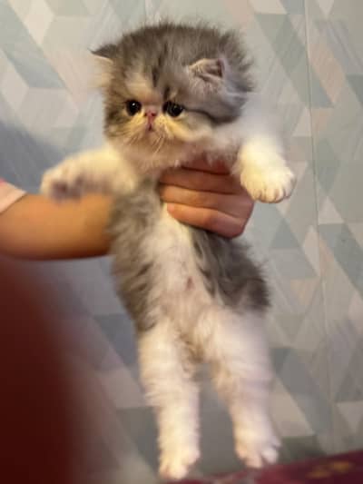 piki face Persian kitten full active and cute