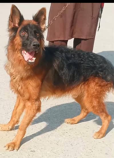German Shepherd mail long coated for sale