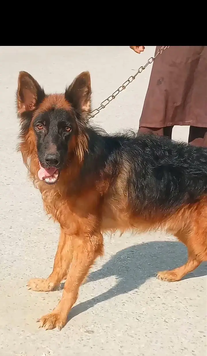 German Shepherd mail long coated for sale — photo 2