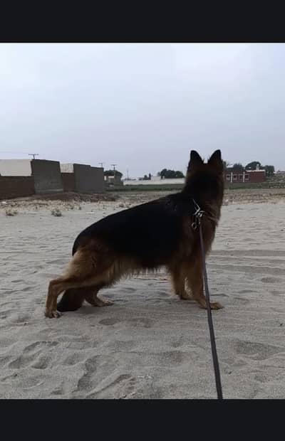 German shepherd double long cout heavy bone
