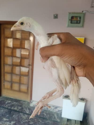 Hira chicks for sale high quality aseel
