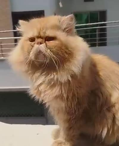 2 Male cat stud k liye availavle