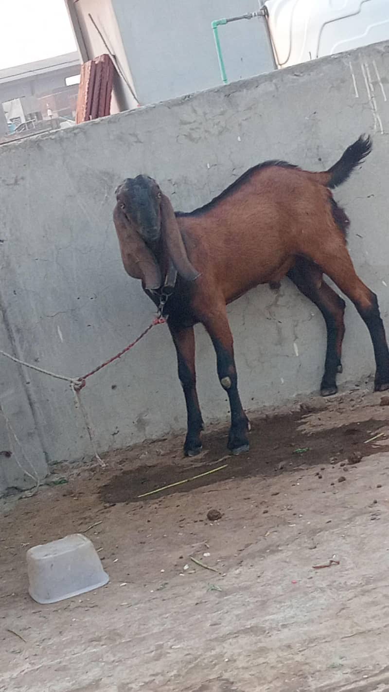 bakra 0