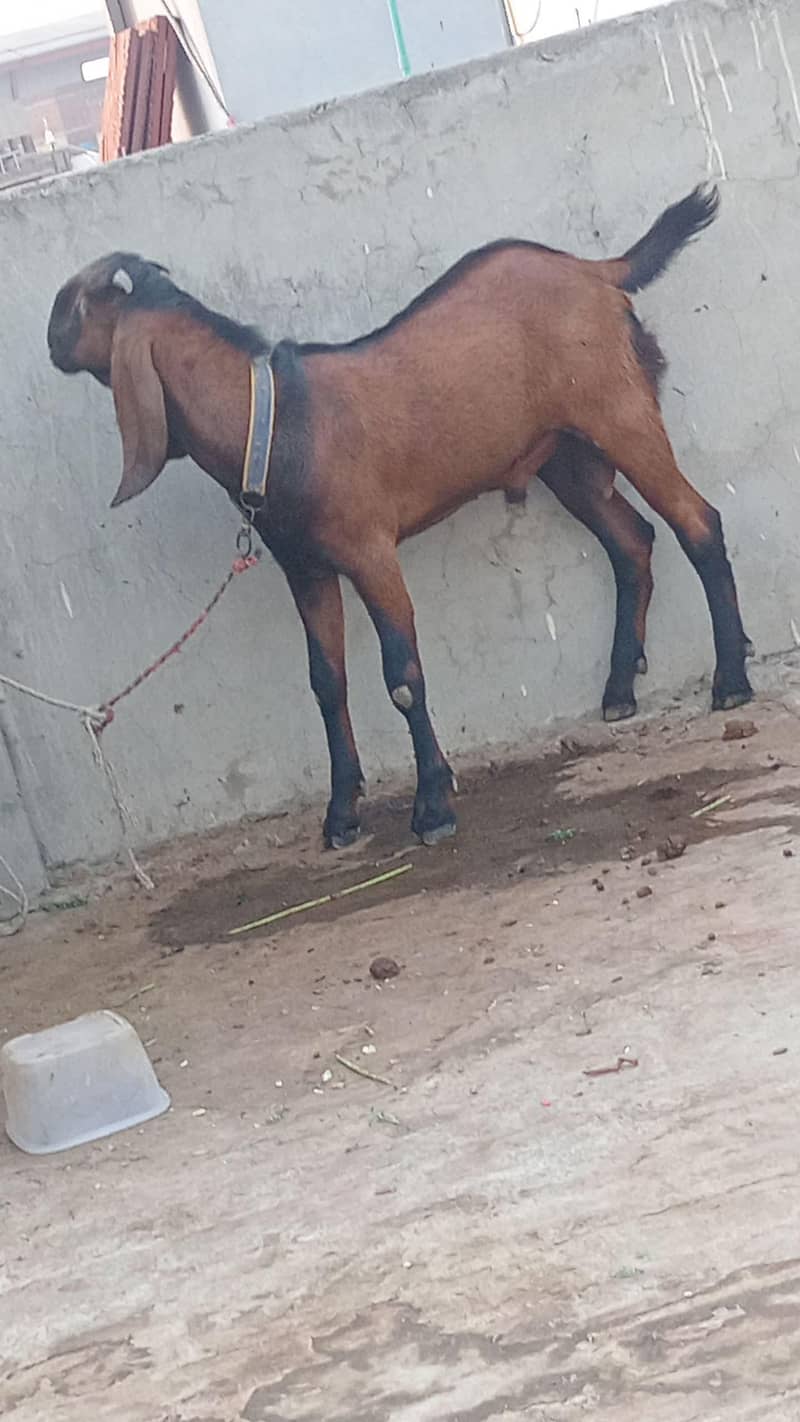 bakra 1