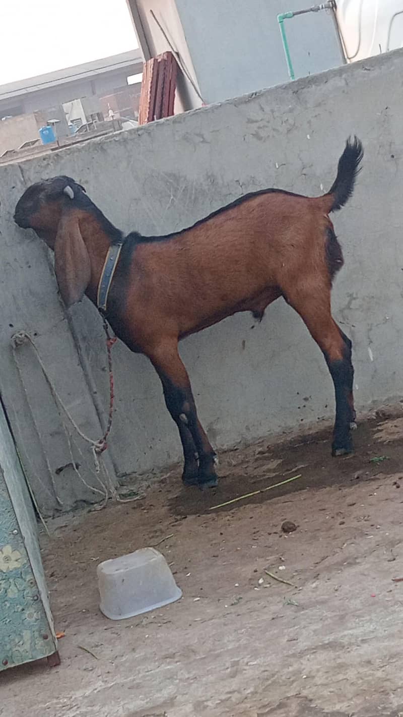 bakra 2