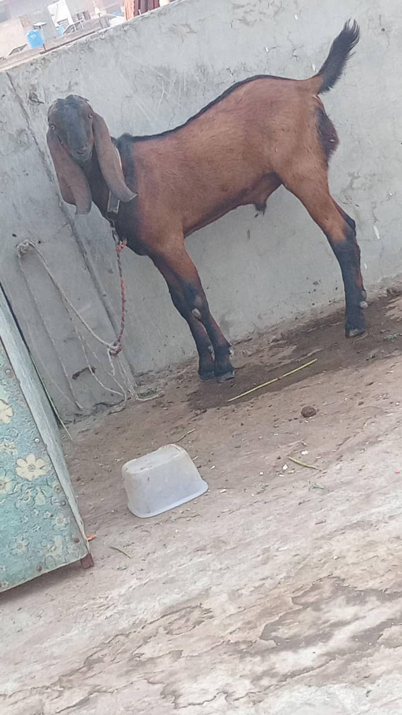 bakra 3