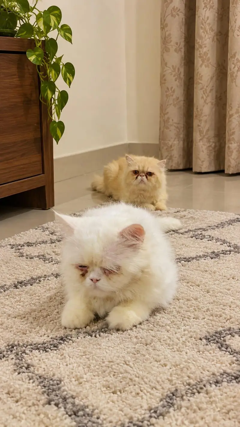 2 Male cat stud k liye availavle — photo 2