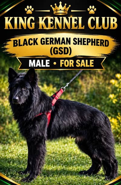Black GSD male available for sale