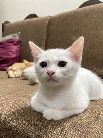 White persian kitten