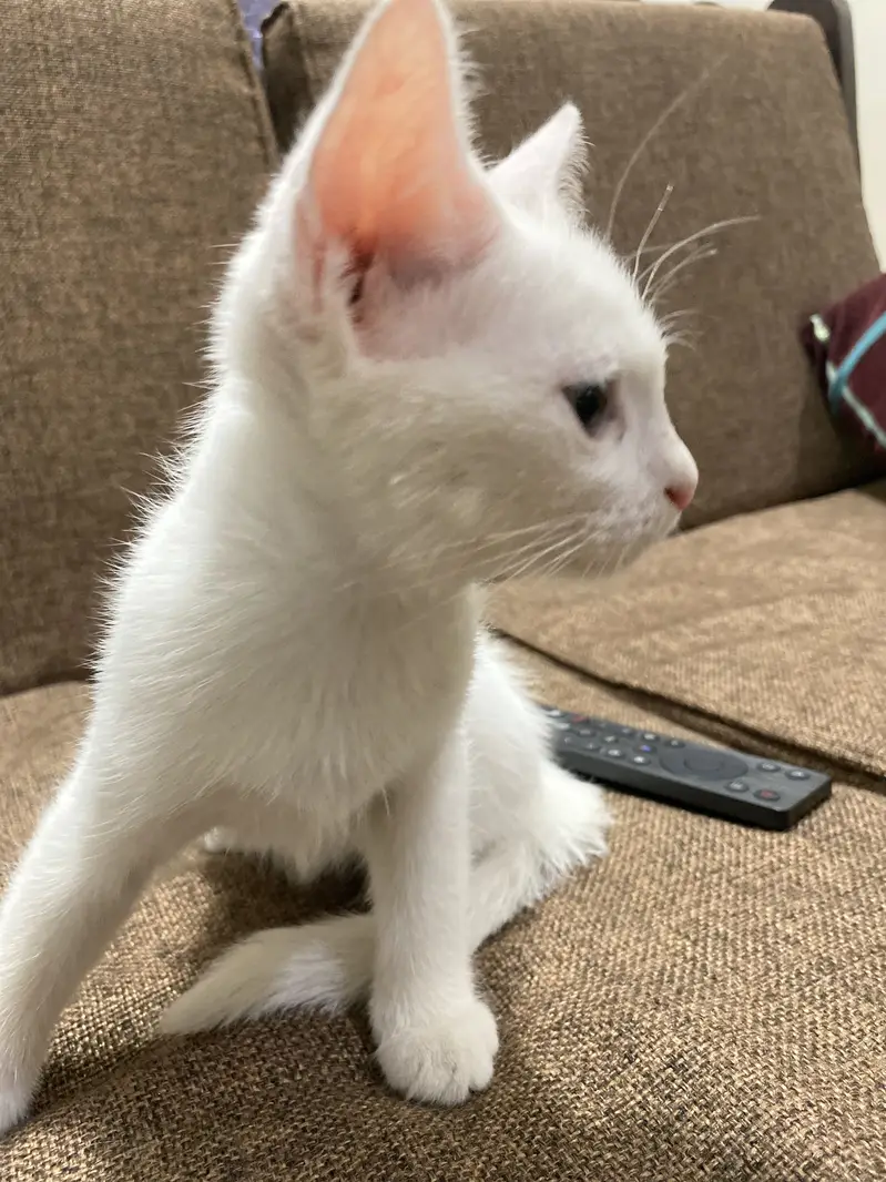 White persian kitten — photo 2
