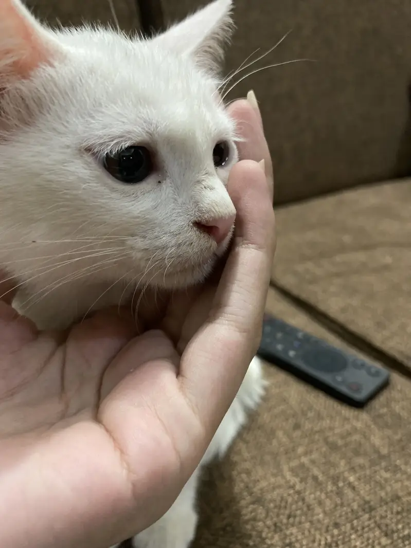 White persian kitten — photo 3