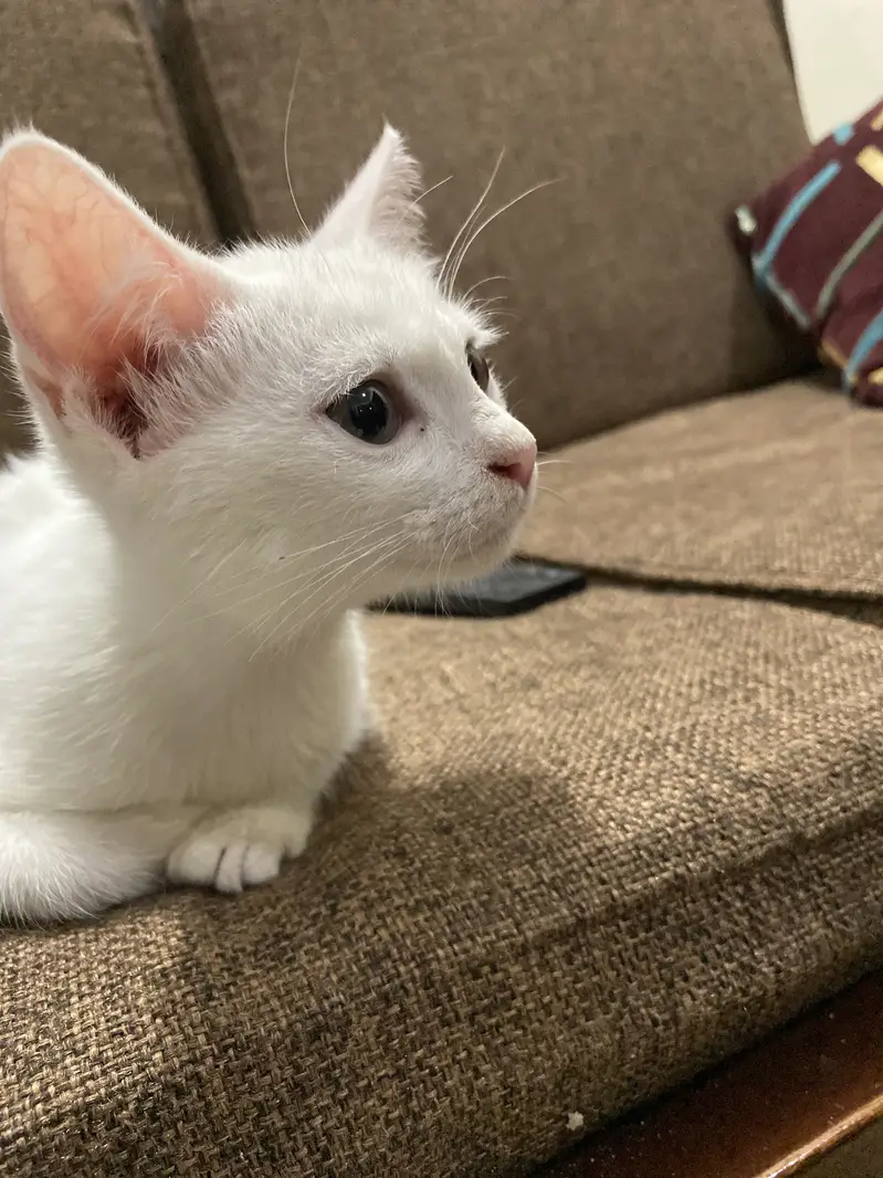 White persian kitten — photo 4