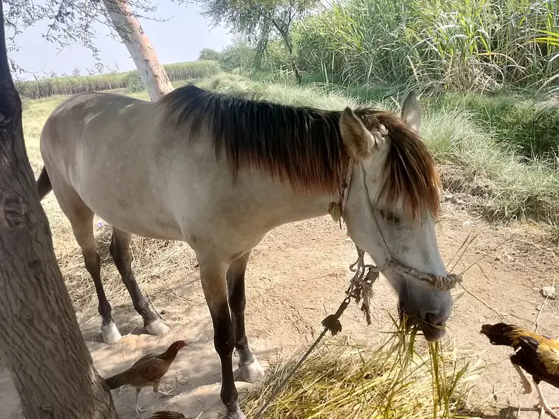 Pure Tharo breed