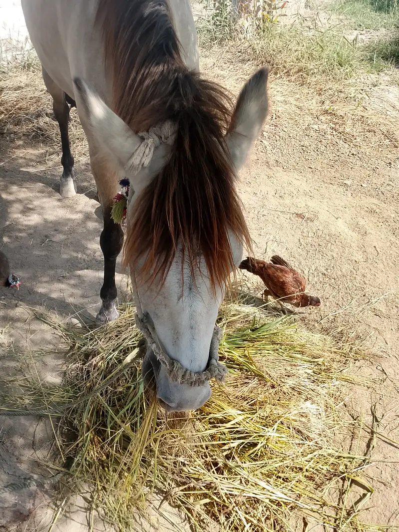Pure Tharo breed — photo 2