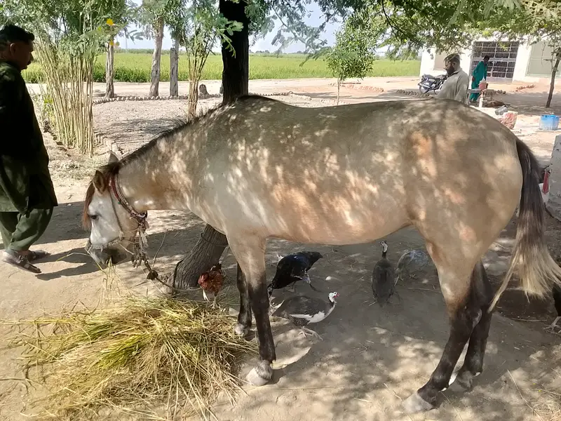 Pure Tharo breed — photo 3