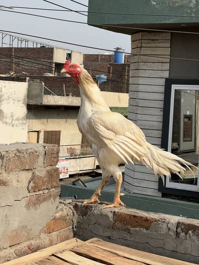 White aseel