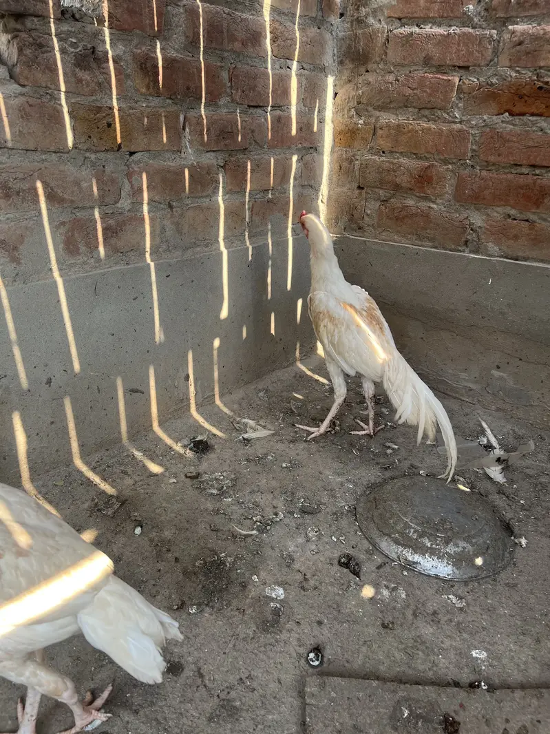 White aseel — photo 2