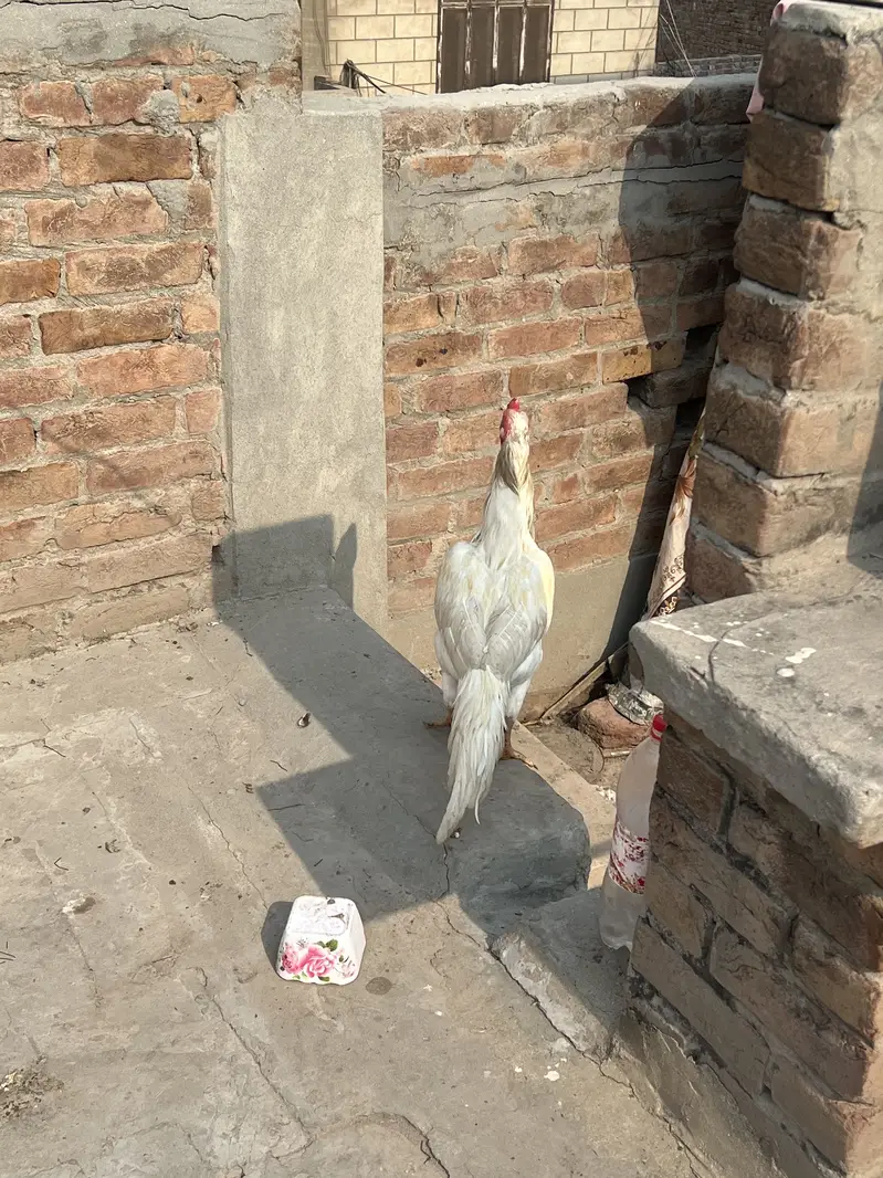 White aseel — photo 4