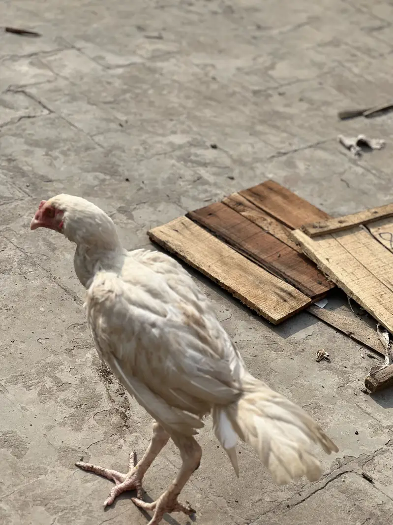 White aseel — photo 5
