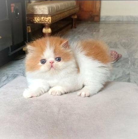 Persian peki face kitten , pure breed , high quality , heavy Bone ...