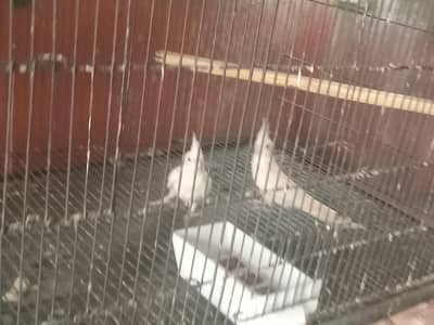 cockatiel split red eyes eno