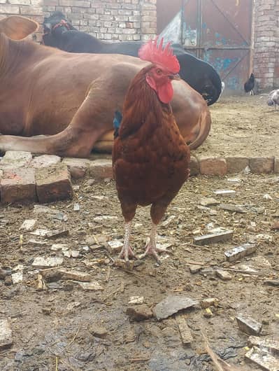 murge for sale contact no (03704704328)