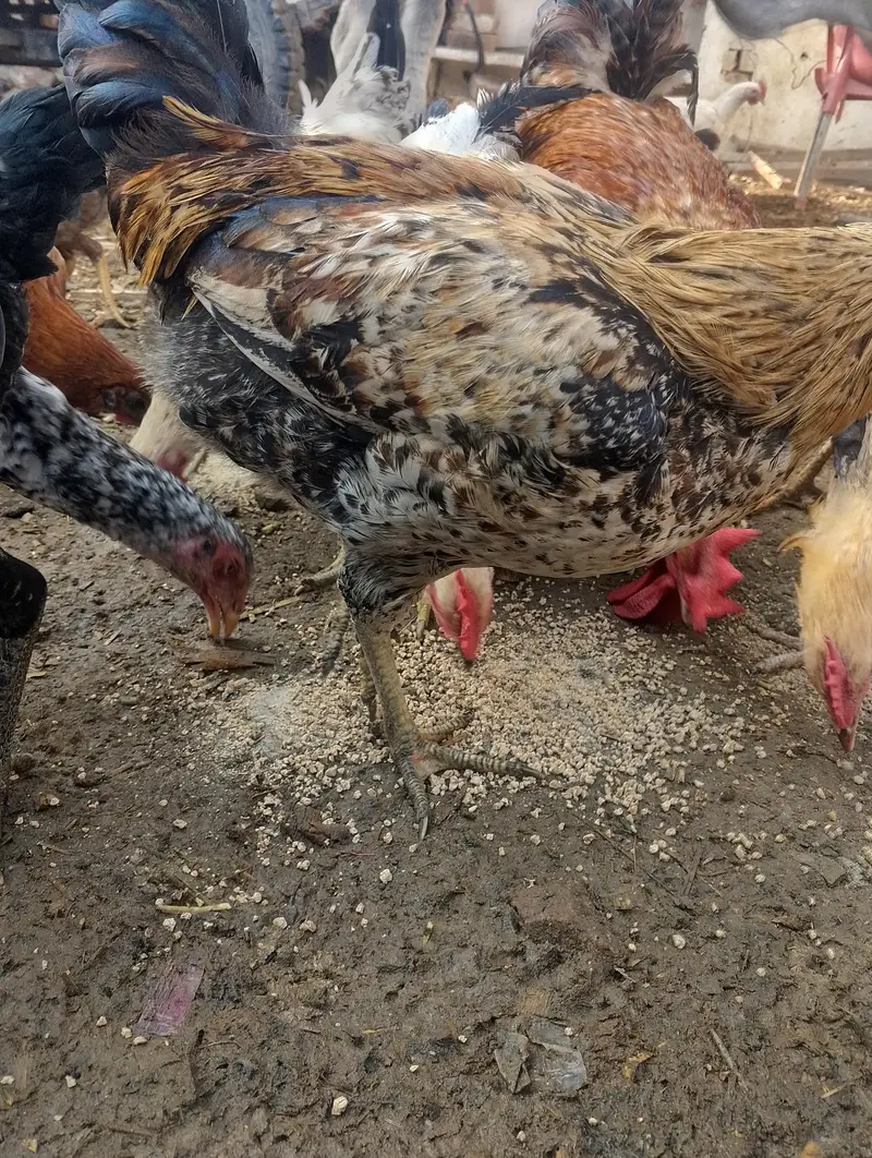 murge for sale contact no (03704704328) — photo 2