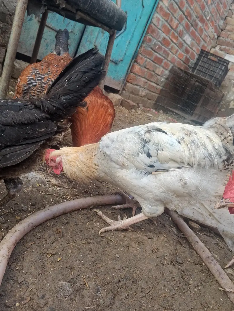 murge for sale contact no (03704704328) — photo 3