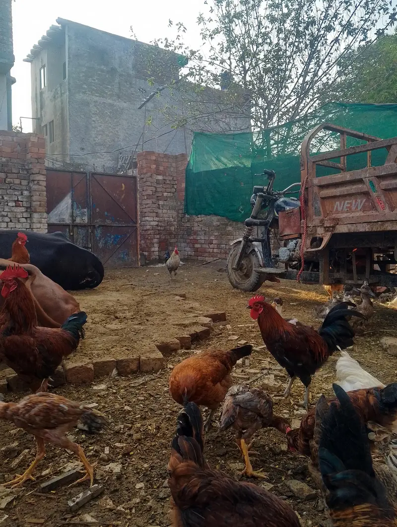 murge for sale contact no (03704704328) — photo 4