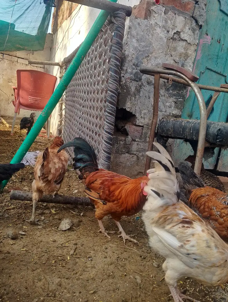 murge for sale contact no (03704704328) — photo 5