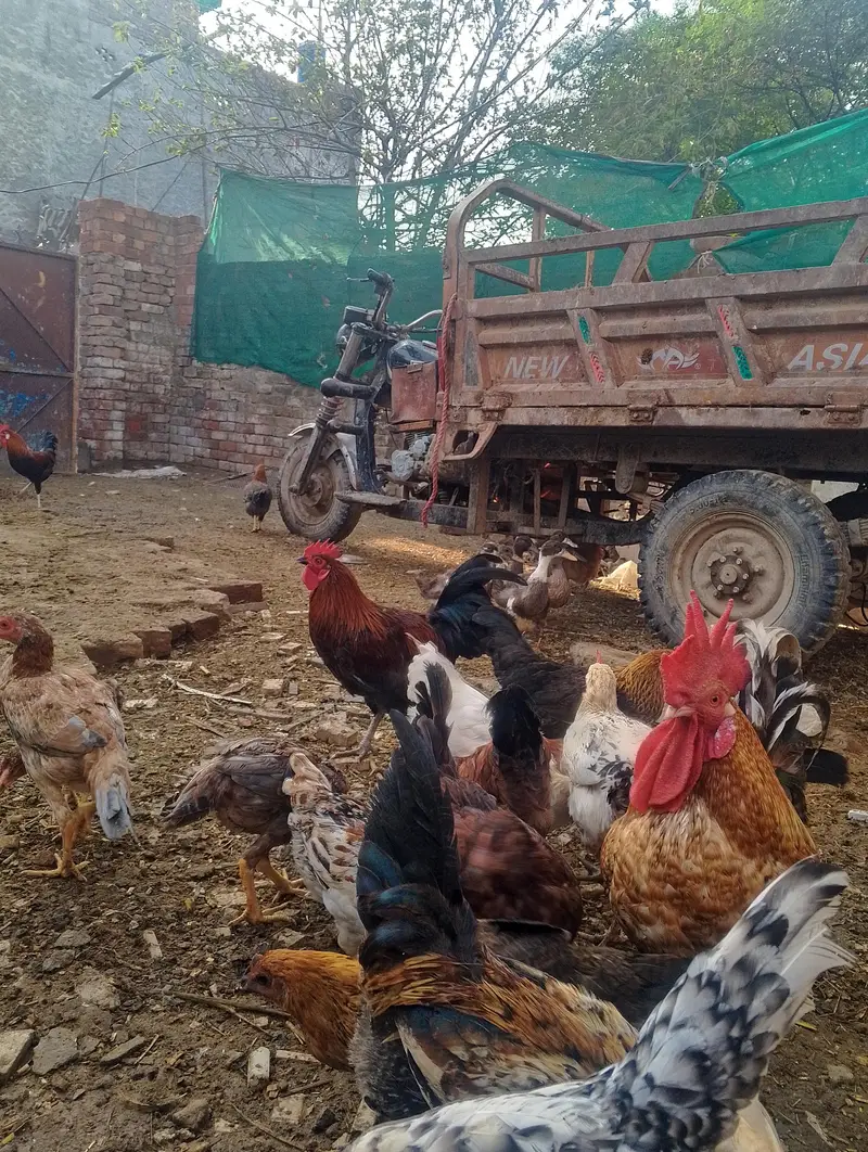 murge for sale contact no (03704704328) — photo 6