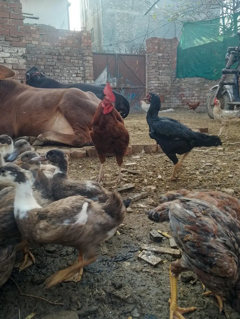 murge for sale contact no (03704704328) — photo 7