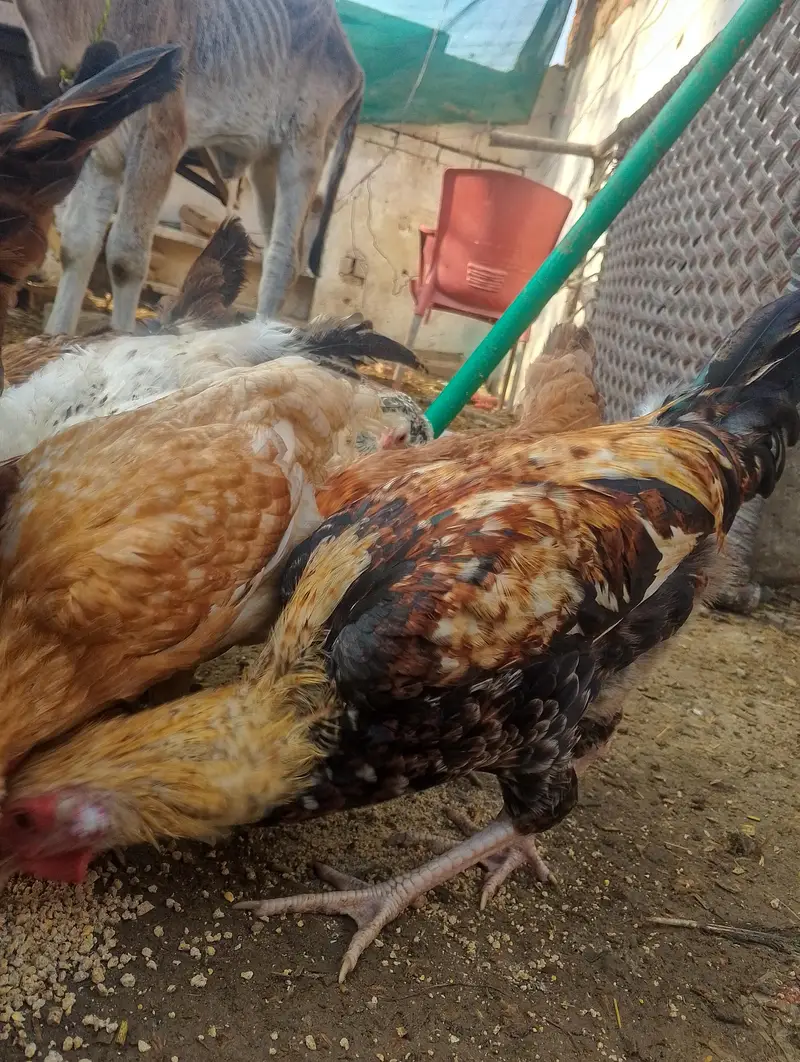 murge for sale contact no (03704704328) — photo 8
