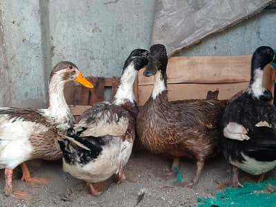 ghr ki pali hoi ducks