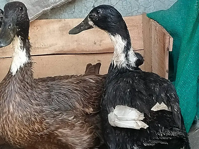 ghr ki pali hoi ducks — photo 2