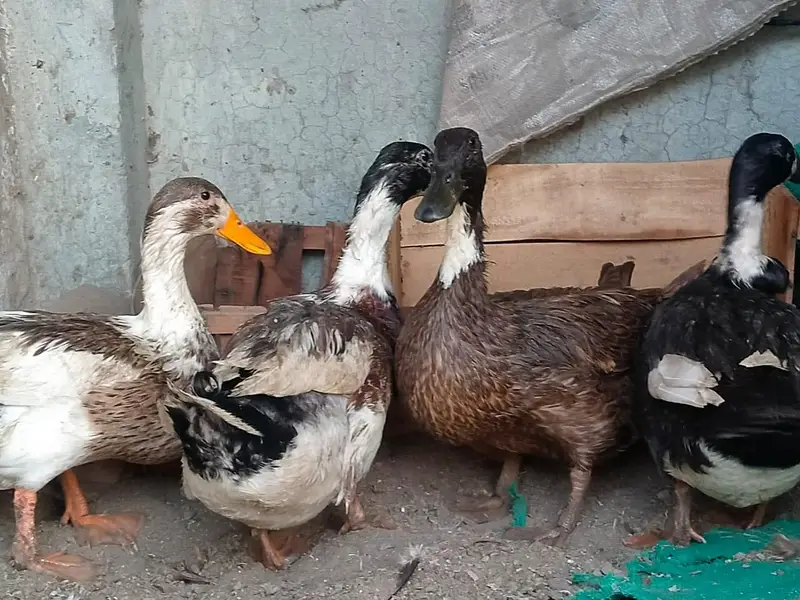 ghr ki pali hoi ducks — photo 3