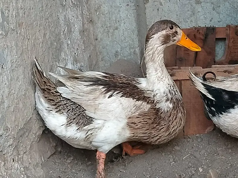 ghr ki pali hoi ducks — photo 4