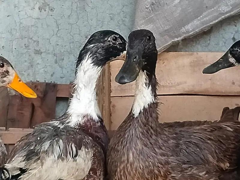 ghr ki pali hoi ducks — photo 5