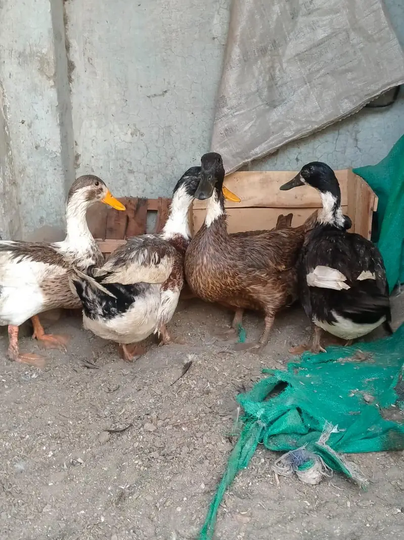 ghr ki pali hoi ducks — photo 6