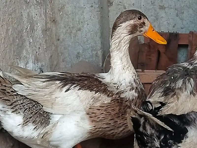 ghr ki pali hoi ducks — photo 7